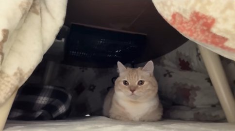 正座している飼い主の足とこたつの中で香箱座りをしてるカメラ目線の猫