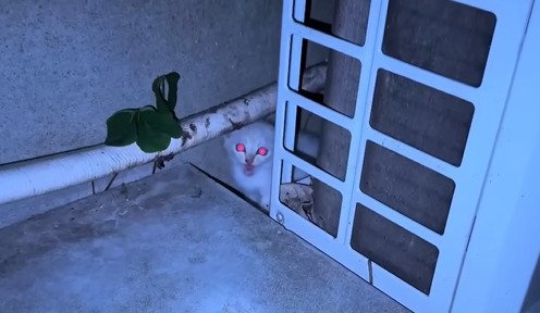 室外機の後ろにいる子猫