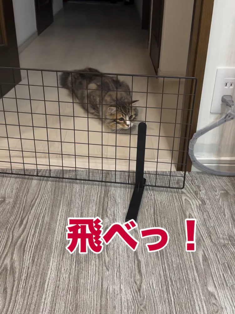 姿勢を低くする猫