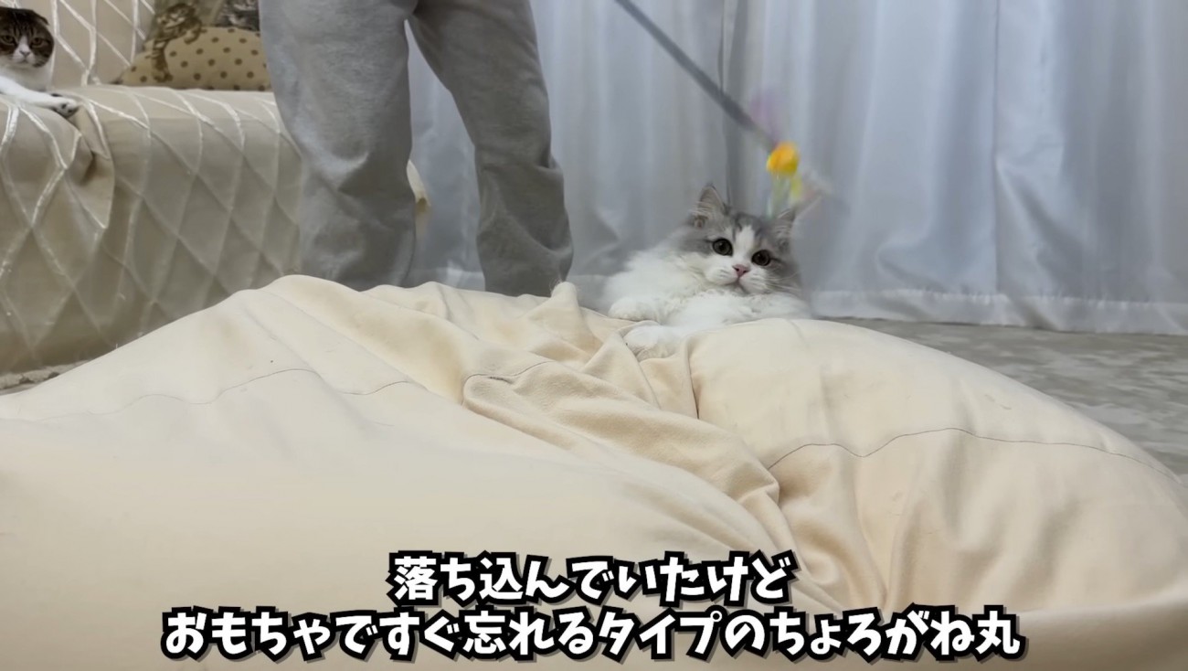 じゃらしを発見するしろちゃん