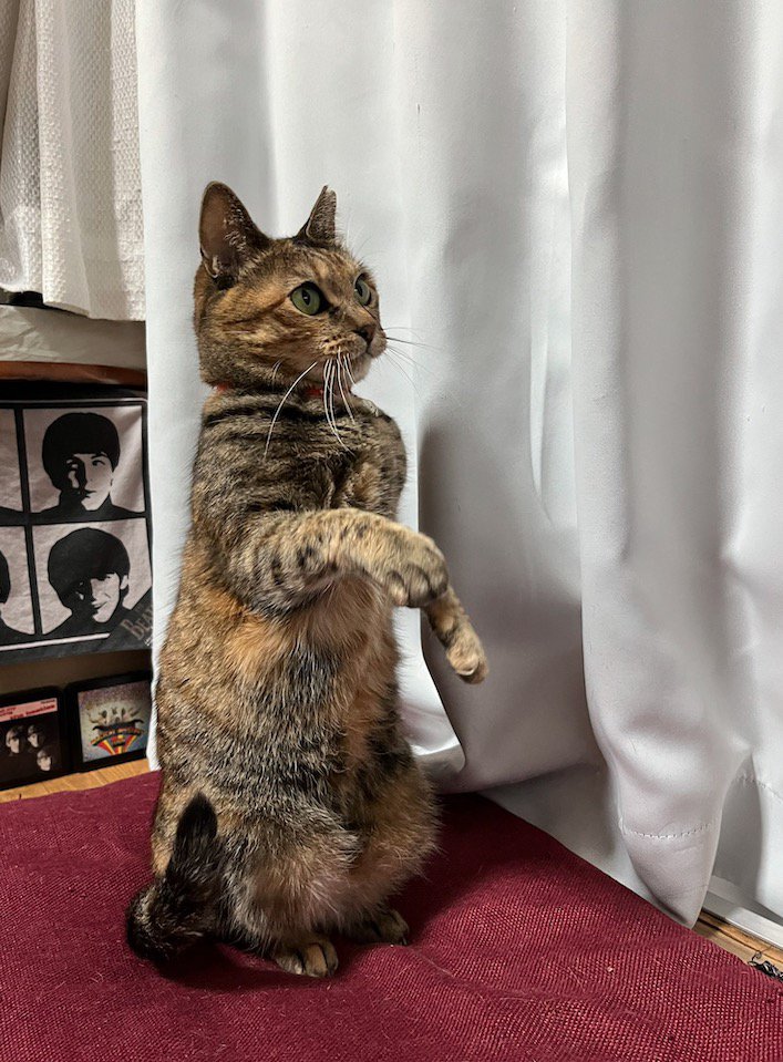 何かを見つめながら後ろ足で立ち上がる猫