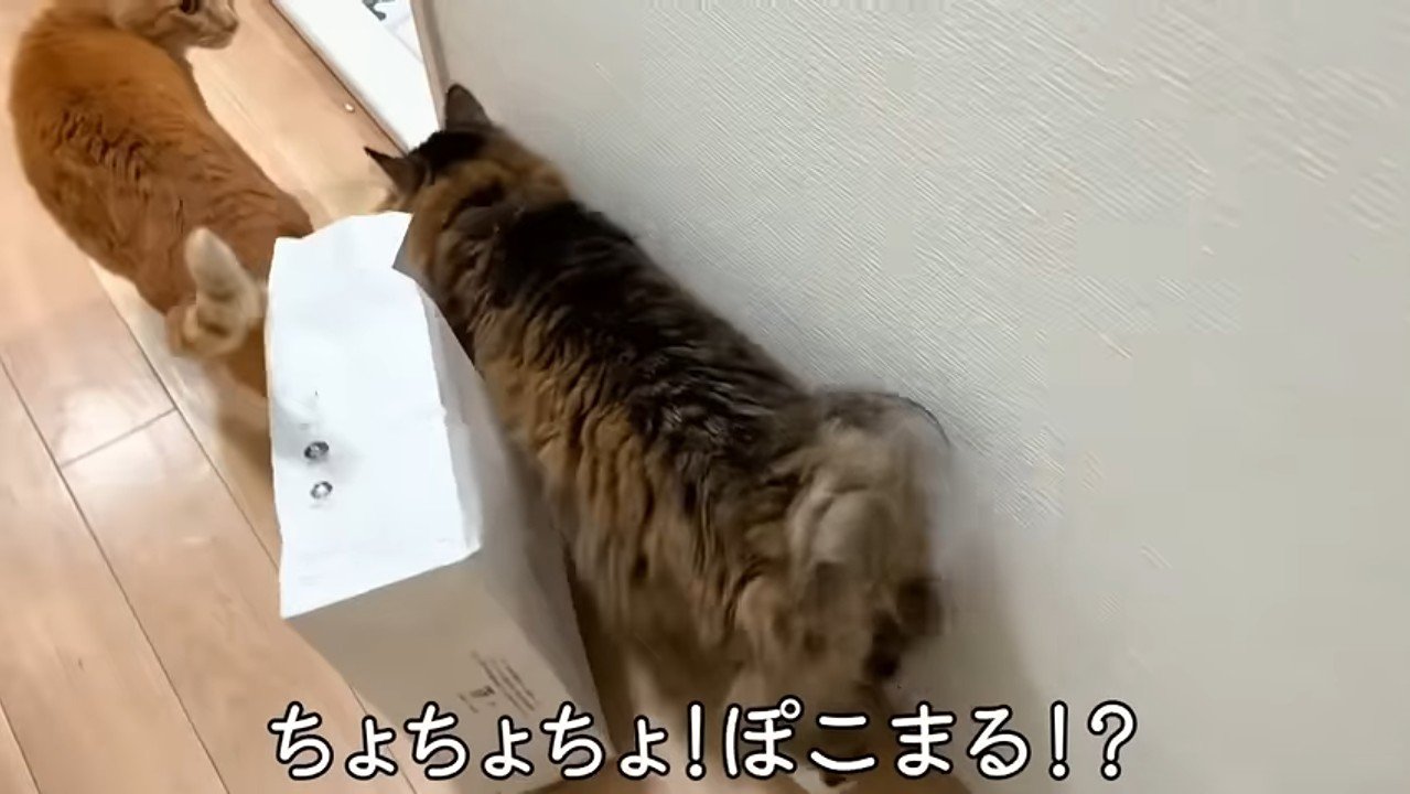 ちょちょちょ！