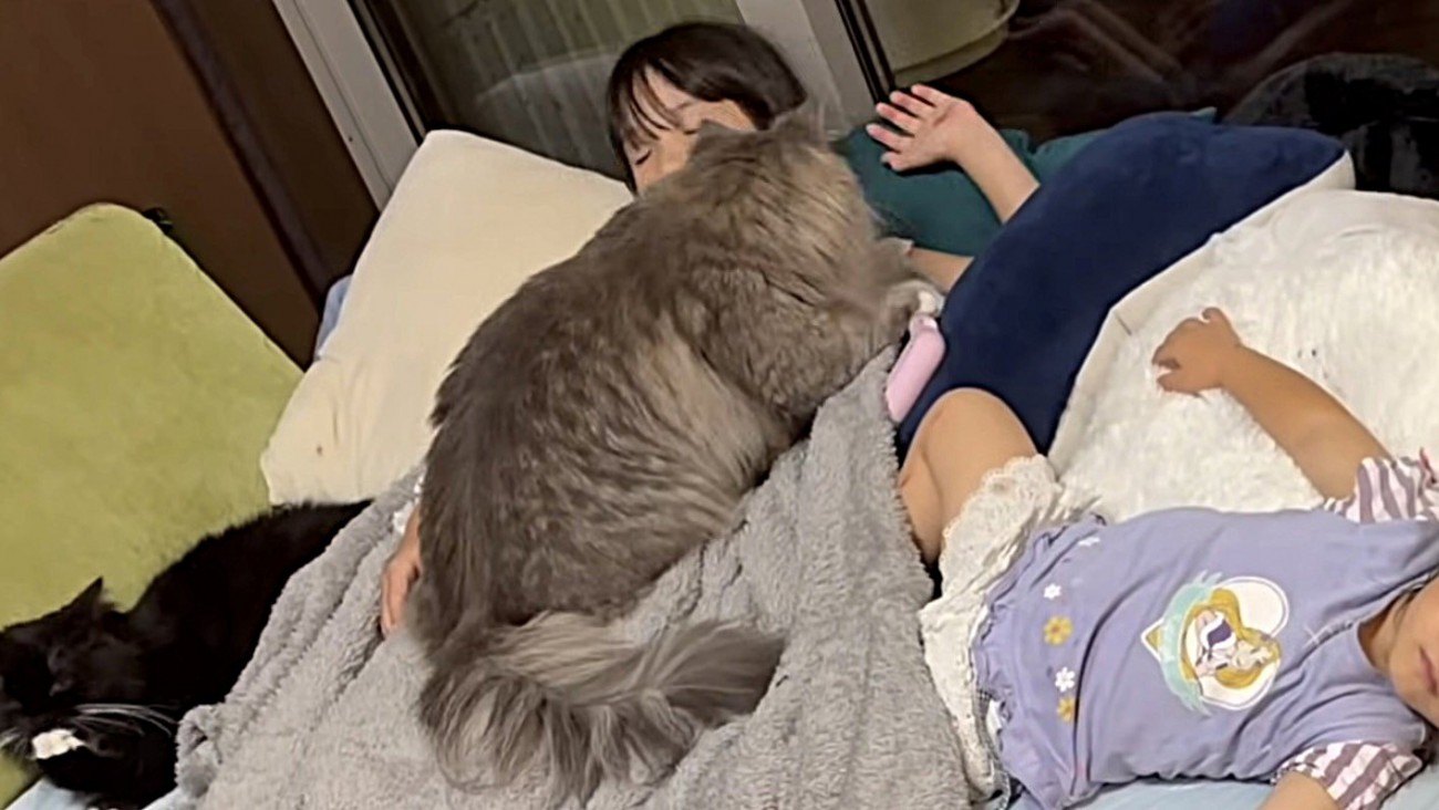 顔を動かした姉に気を取られる猫