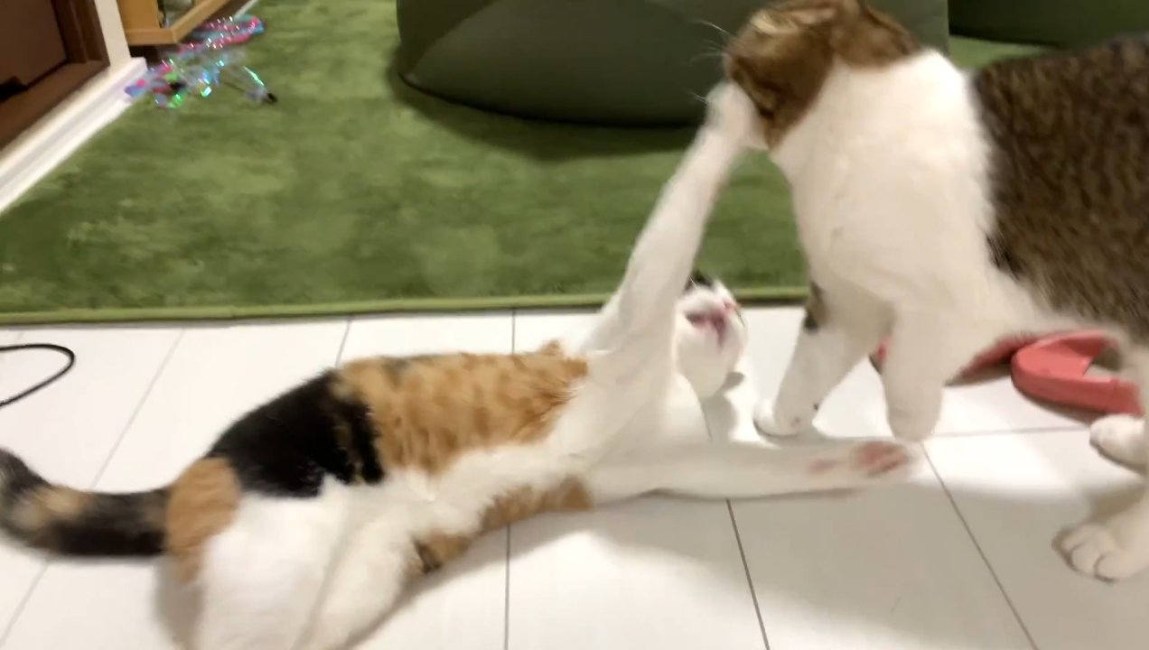 寝転がりながら抵抗するぺこ美ちゃん