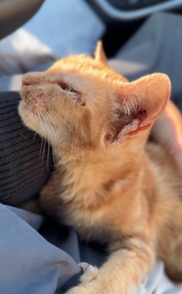 抱っこされる子猫