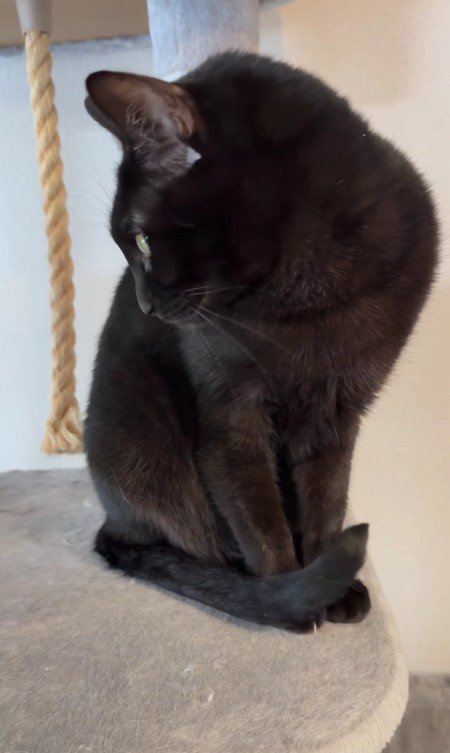 しっぽで爪を隠す黒猫