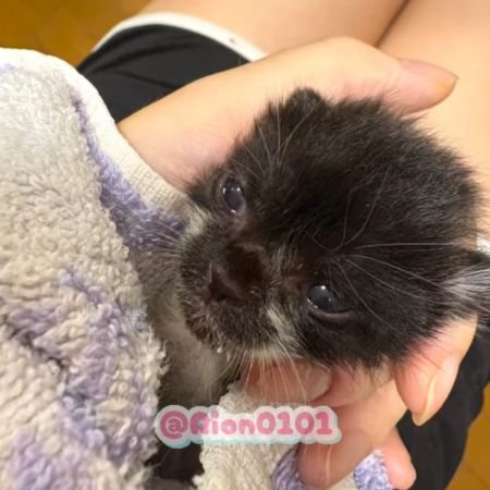 人の手に支えられて目を開ける子猫