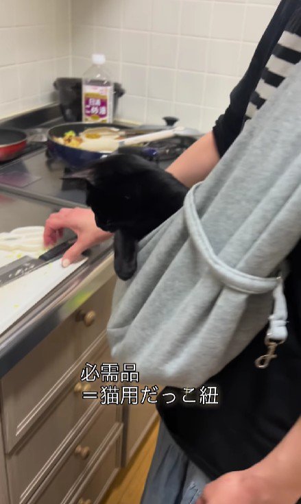 抱っこ紐に入った猫