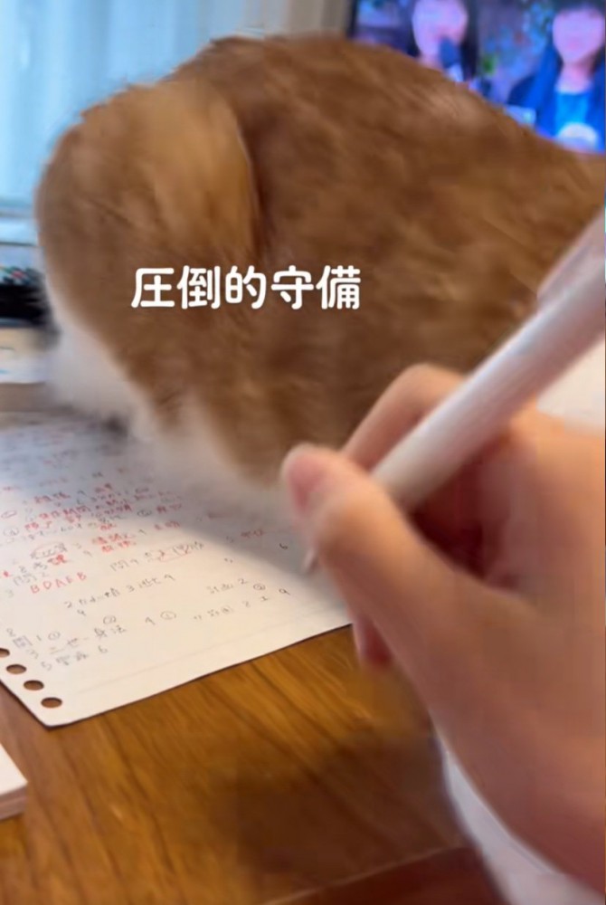 手を抱きしめる猫