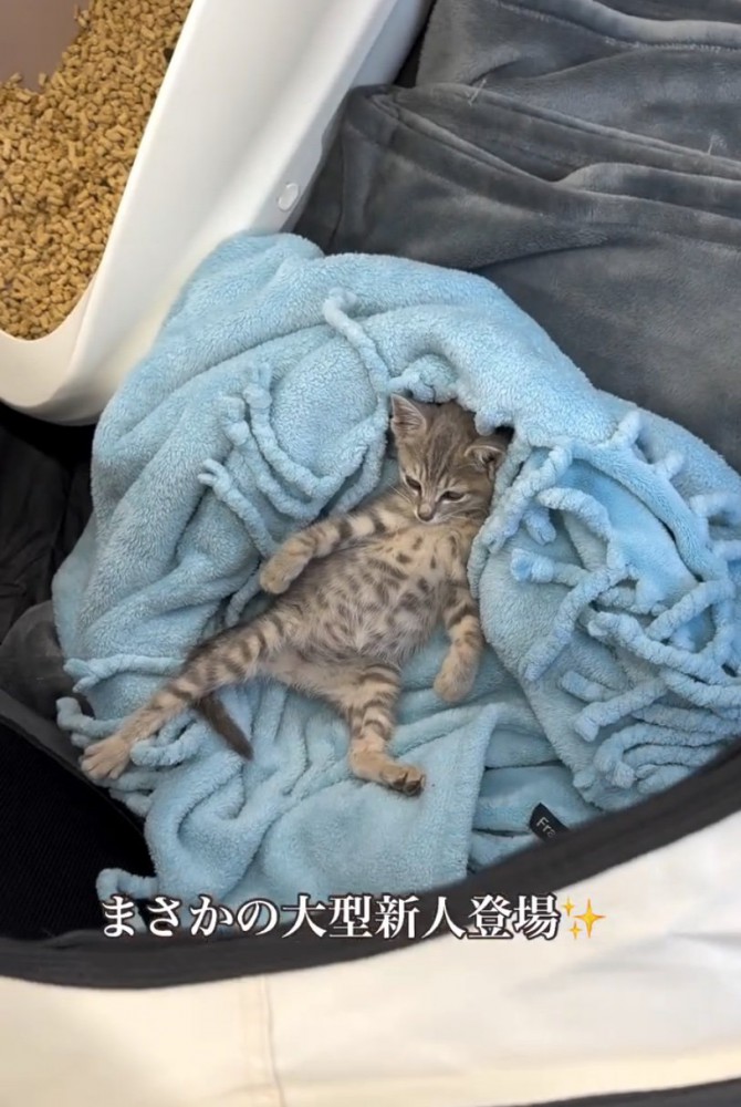 毛布の上で眠そうな子猫