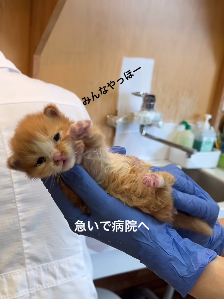手袋をした手で持たれる子猫