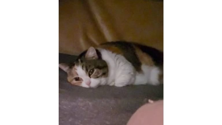 こたつの中の猫