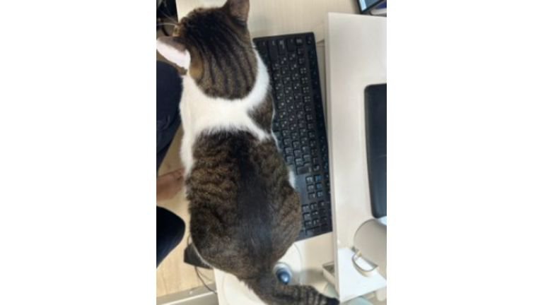 パソコンの前にいる猫