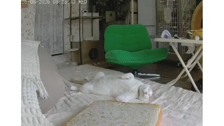 ペットカメラにうつる猫