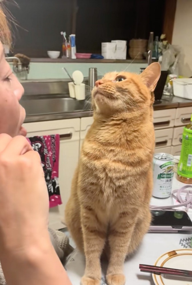 猫を注意するお母さん