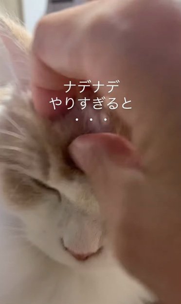 ご満悦な猫