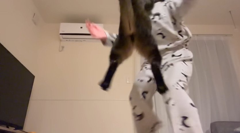 ジャンプする猫