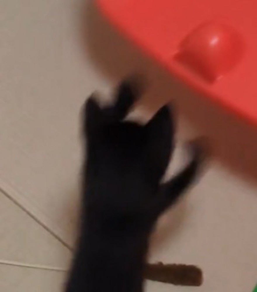 ブランコから下りてイスに前足を伸ばす子猫