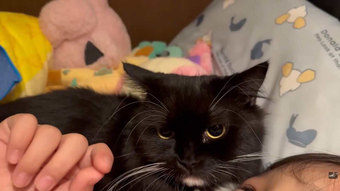 カメラ目線の猫ちゃん（左下にお姉ちゃんの額）