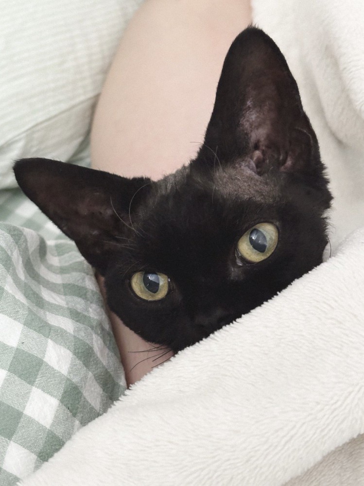 飼い主と一緒に布団に入って腕枕してもらっている猫