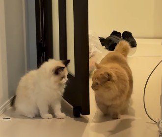 待ち伏せする猫と一瞥する猫