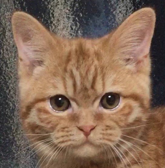 まん丸の子猫の瞳