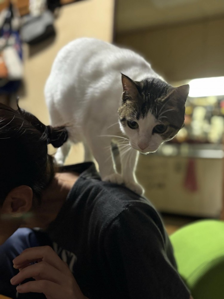 人の肩に乗る猫