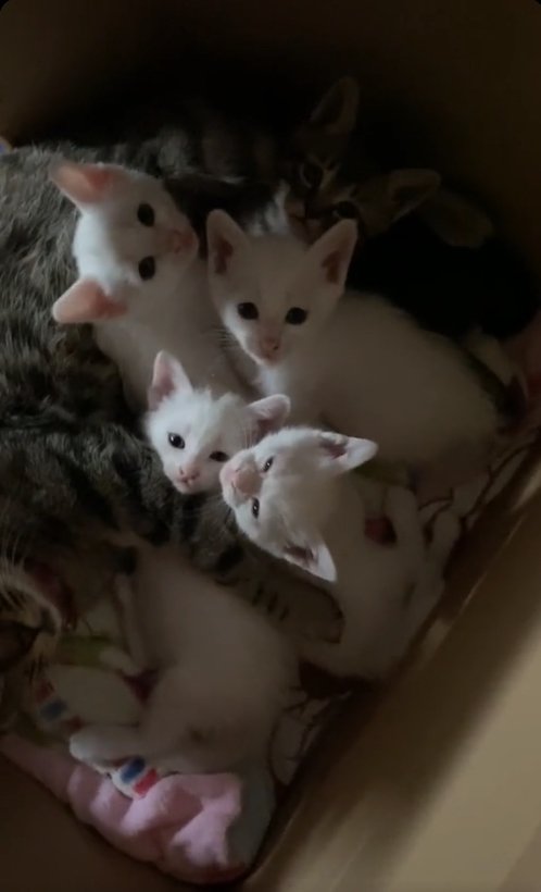 段ボールの中にいる母猫と複数の子猫