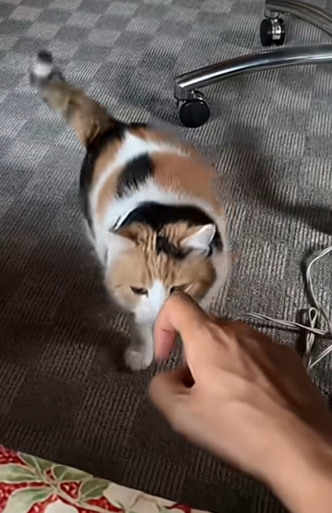 手にすり寄る猫