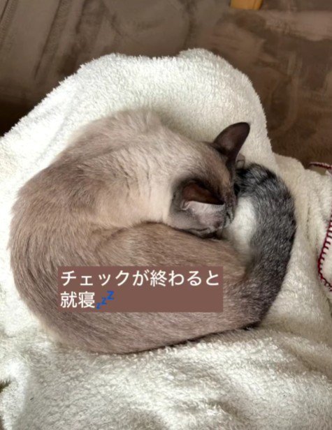 丸くなって眠る猫