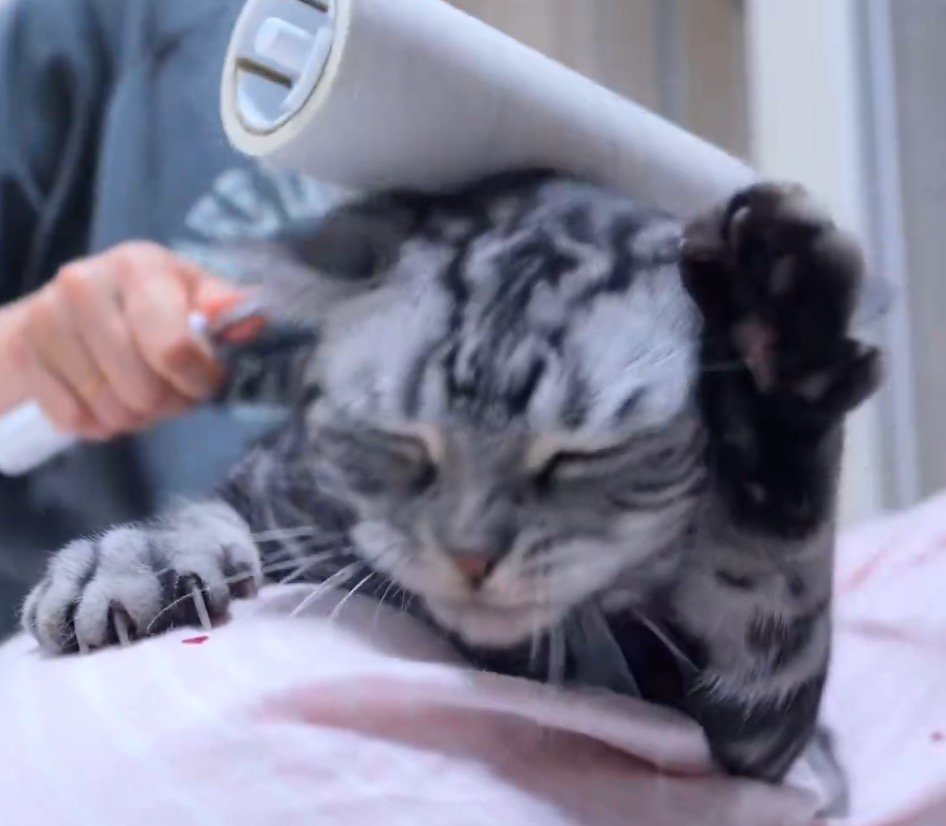 耳の近くに前足を伸ばす猫