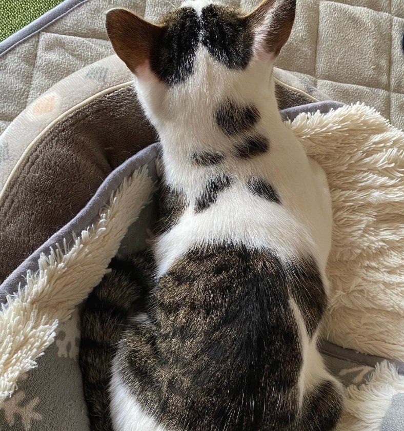 キジ白の背中