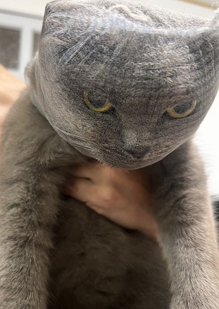 排水溝ネットを被った猫の怒りの表情
