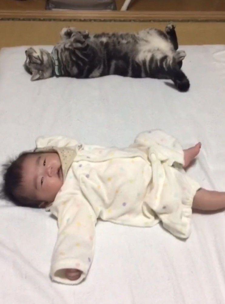 仰向きで眠る猫