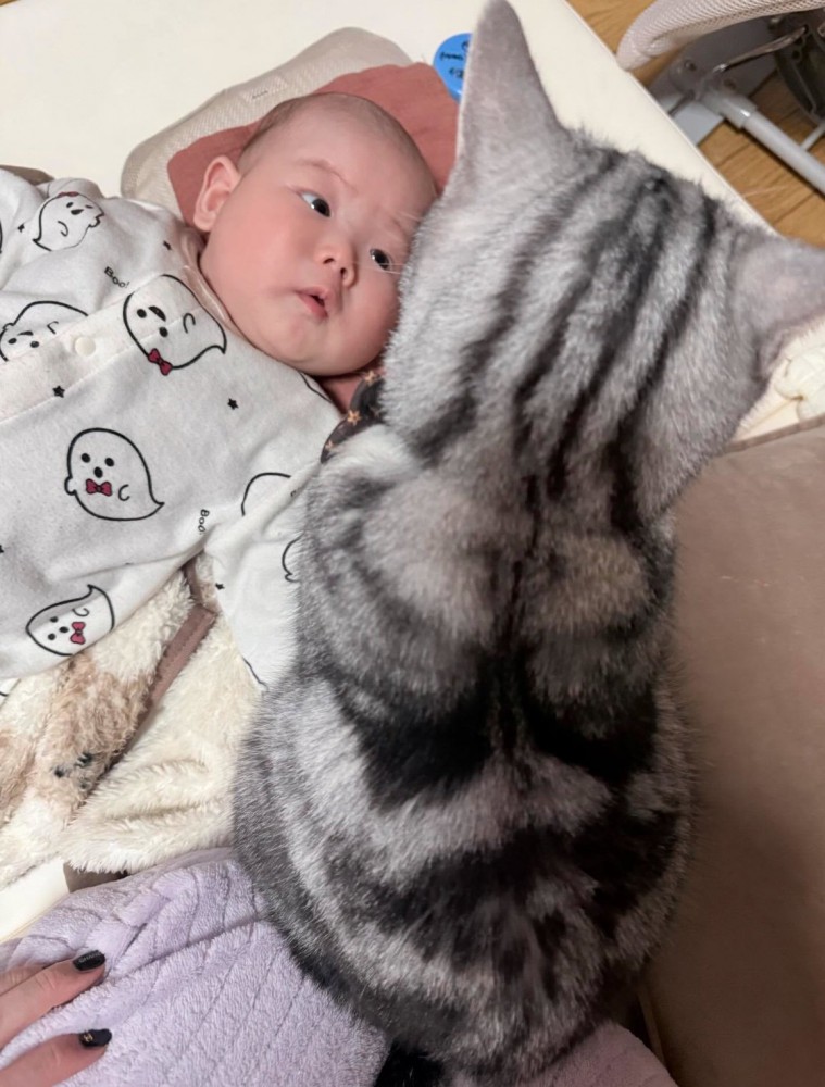 赤ちゃんを見守る猫