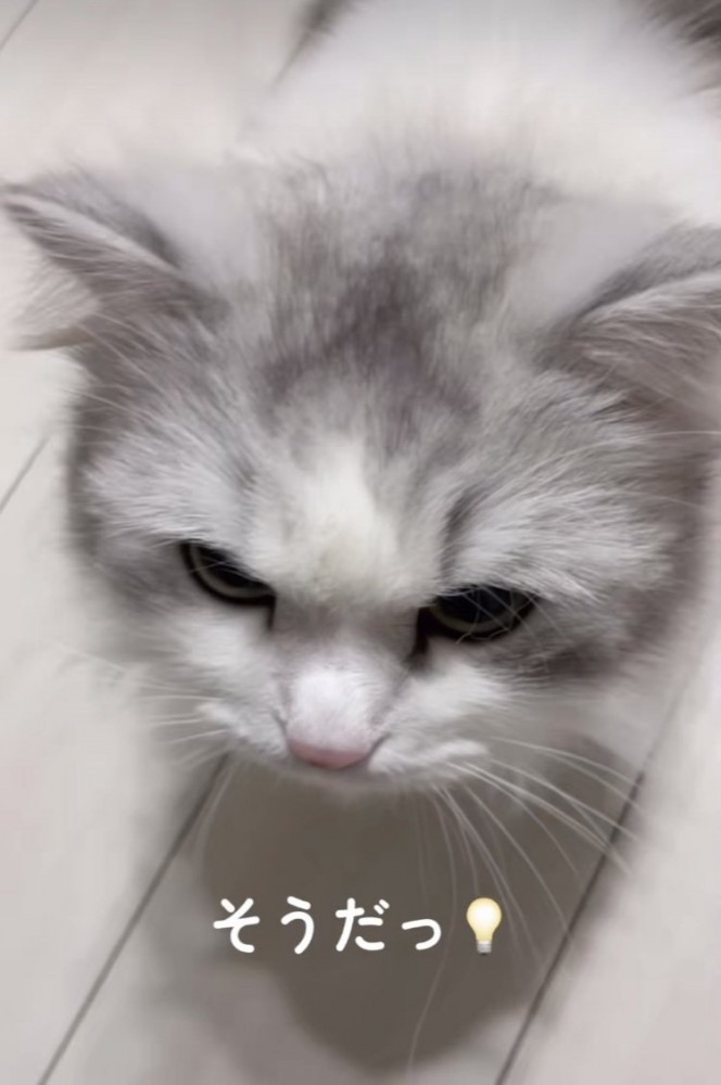 ママに近づくミヌエット