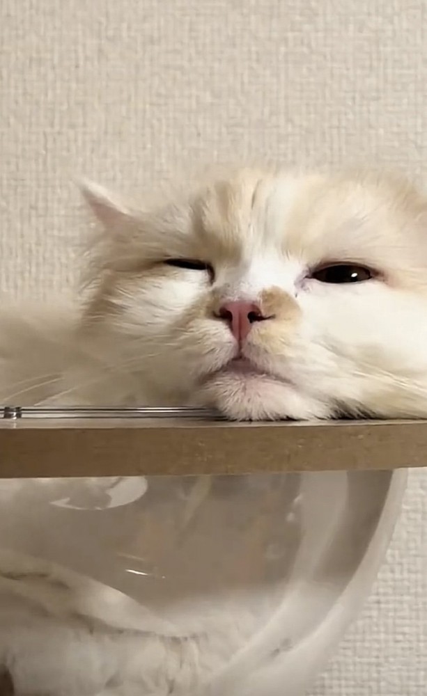 キャットタワーでくつろぐ猫の写真3