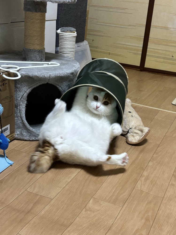 トンネルのおもちゃに入って足を大きく広げる猫