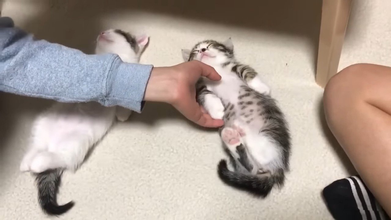 触られるオハナくん