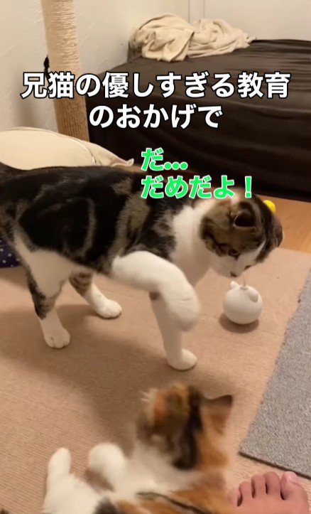 妹猫をたしなめる兄猫