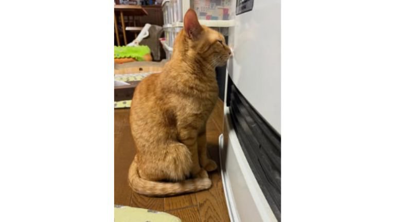 ファンヒーターと猫