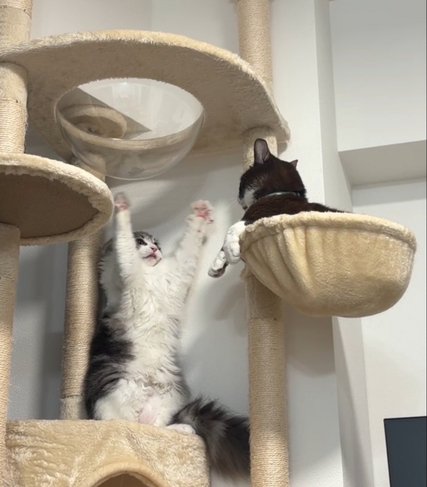 威嚇する猫と見つめる猫6