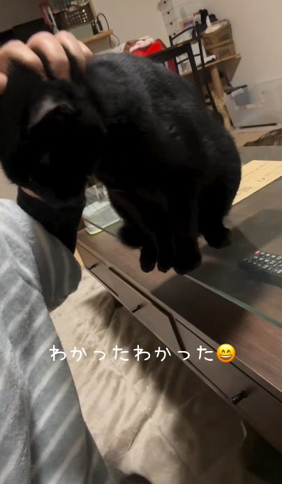 撫でられている黒猫