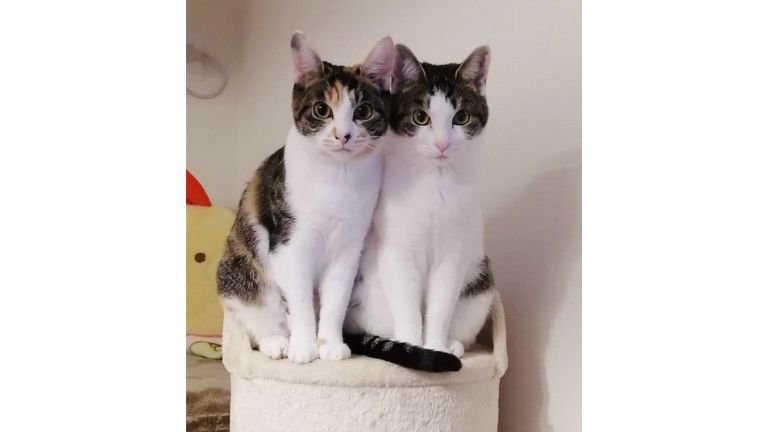 室内にいる猫