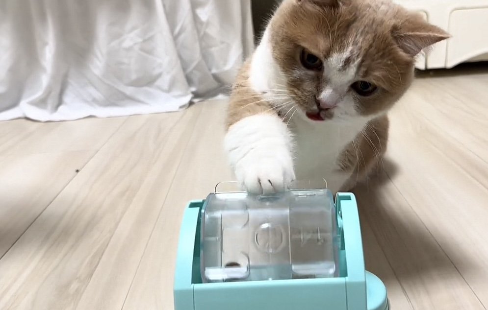 おもちゃで遊ぶ猫の写真2