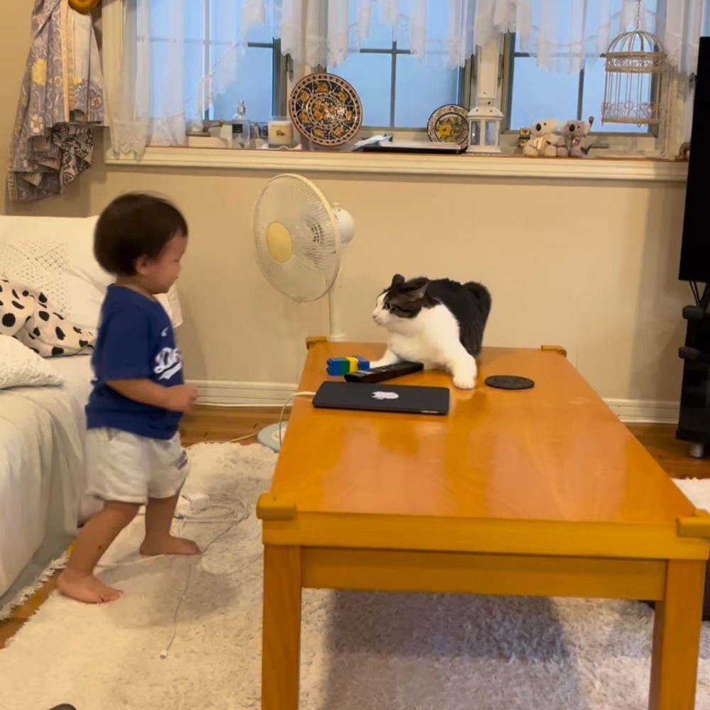 向かい合う猫と男の子