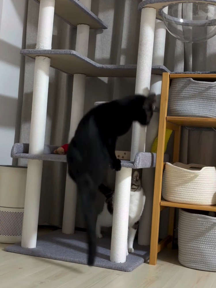 キャットタワーから滑り落ちる黒猫