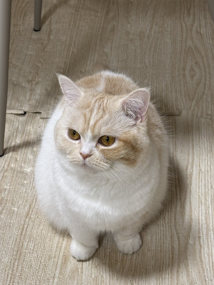 遊んでほしそうな猫