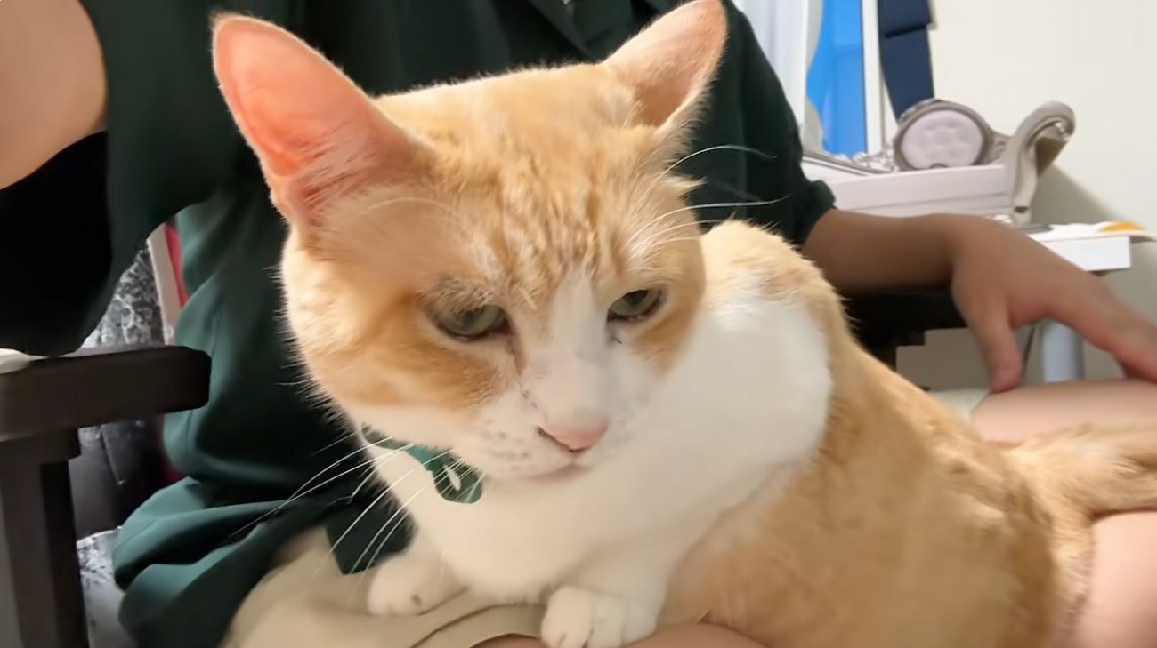 膝の上に乗っている猫