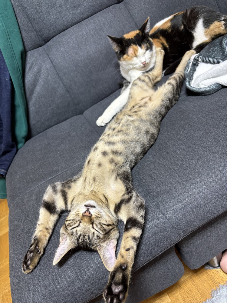お腹を出してソファの上で眠るキジトラ猫